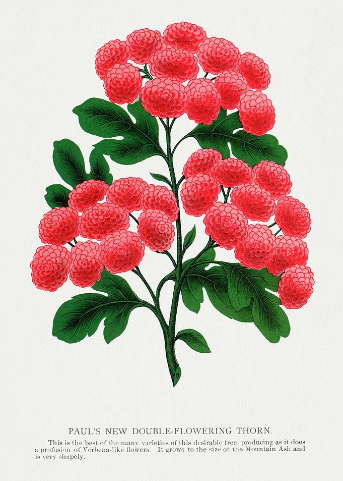 Paul's Double-Flowering Thorn Illustration