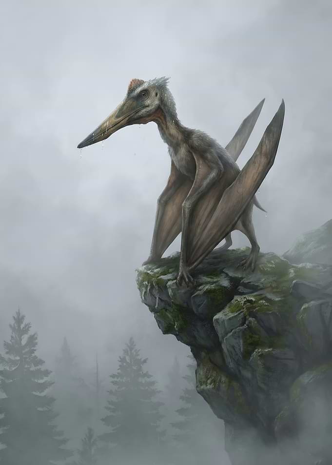 Pterodactyl on Cliff Edge