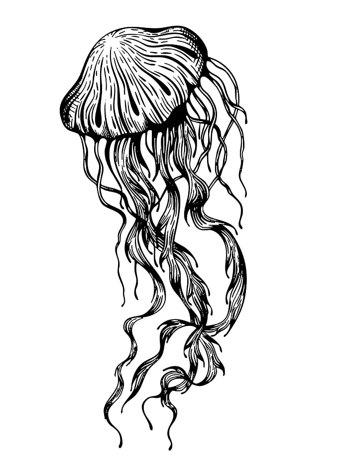 Jellyfish Black and White Illustration