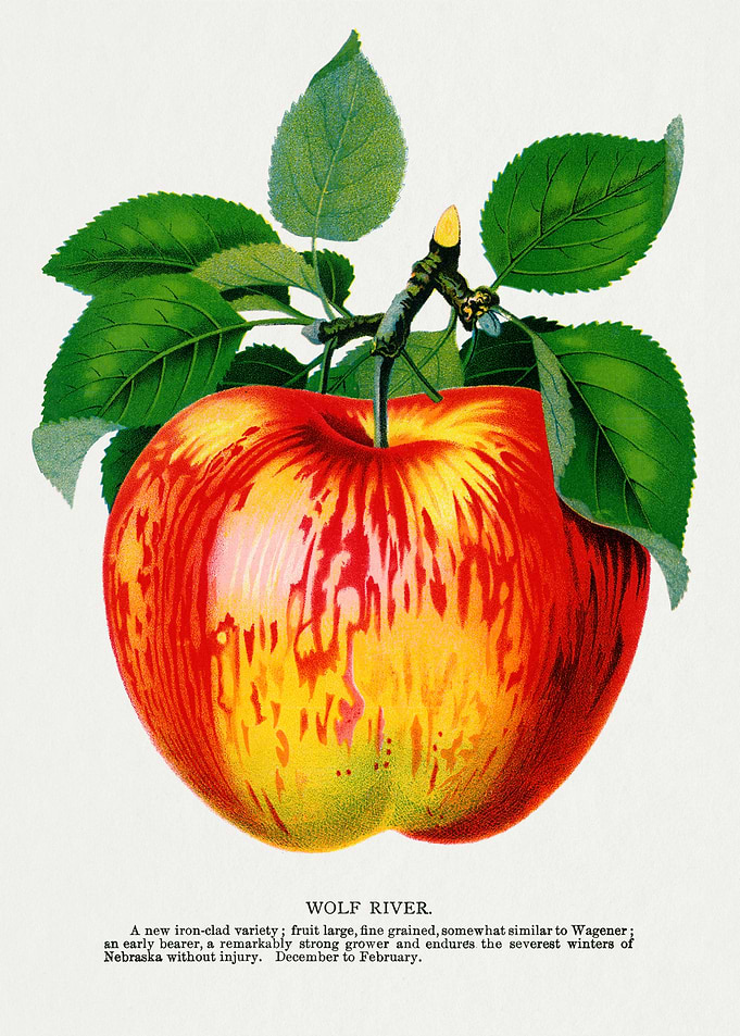 Wolf River Apple Vintage Illustration