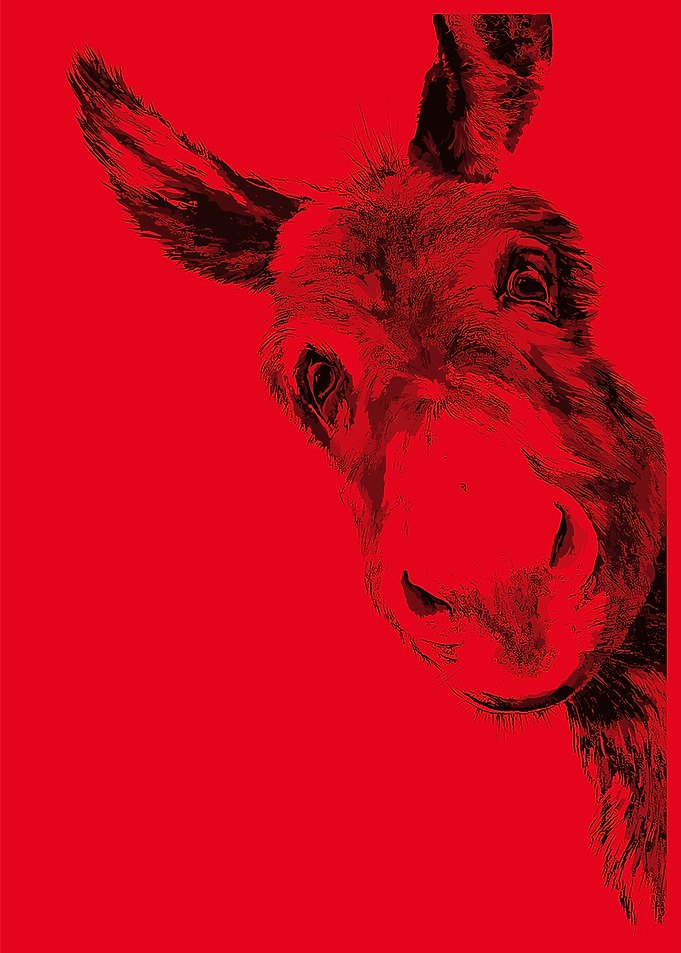 Red Donkey Portrait
