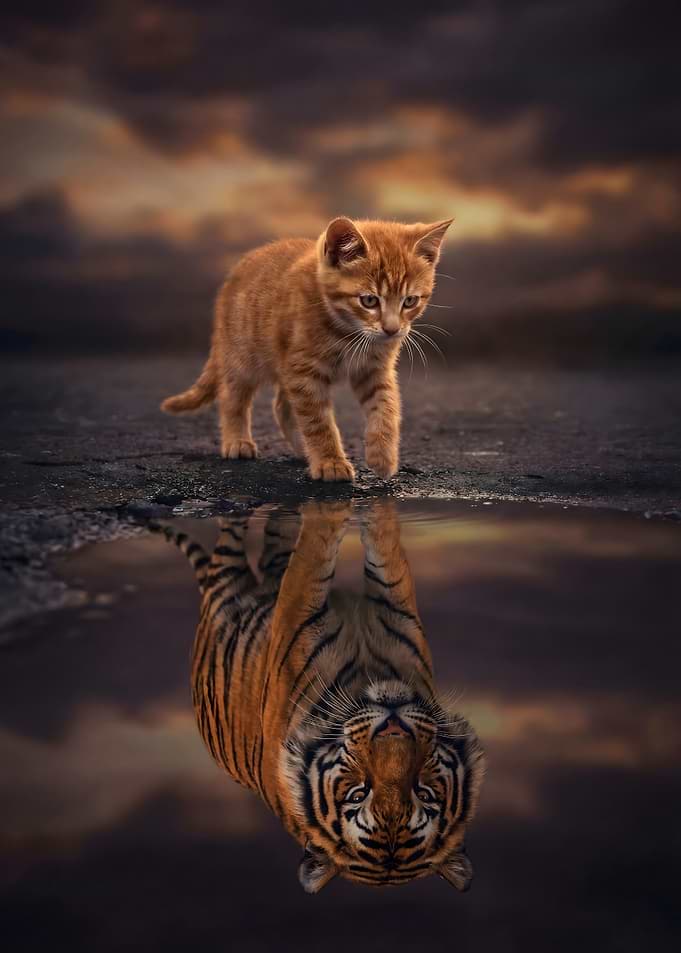 Orange Cat and Tiger Reflection