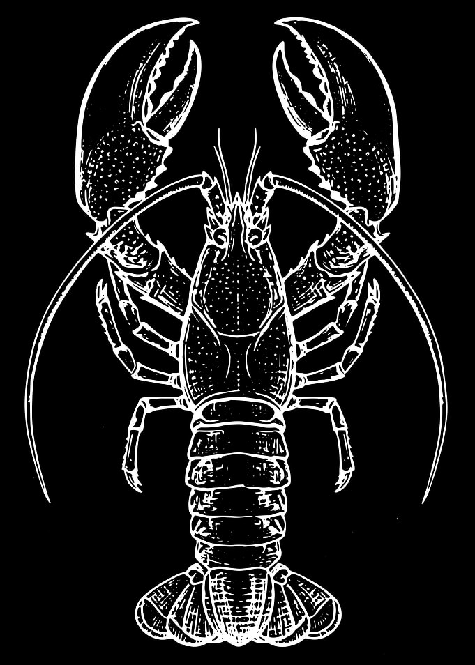 White Lobster Illustration on Black Background