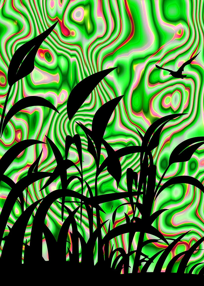 Photosynthesis of Dreams