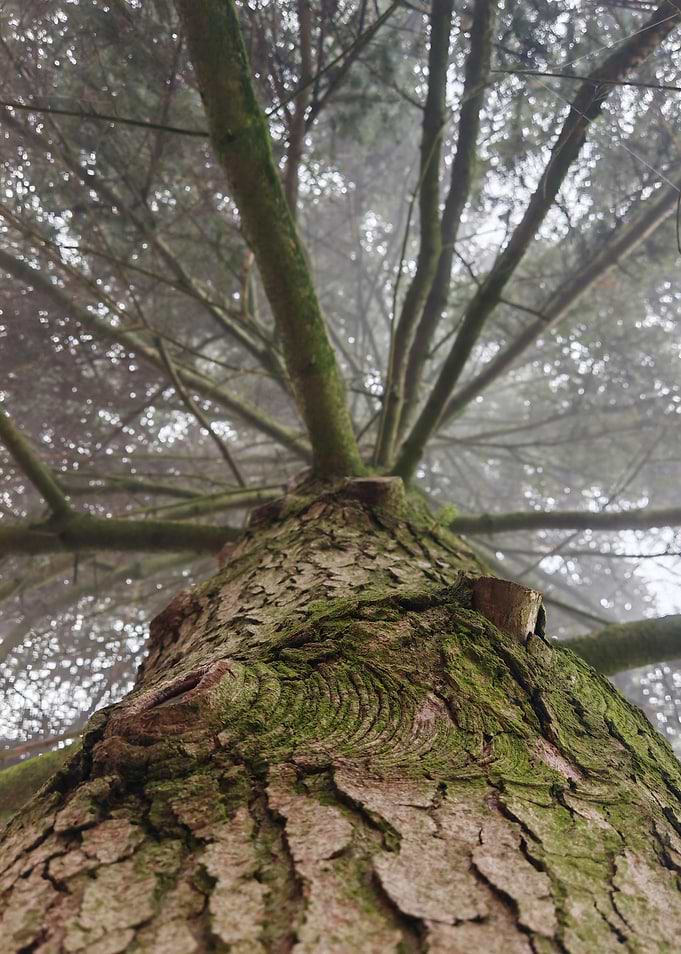 Looking Up at a Mossy Tree