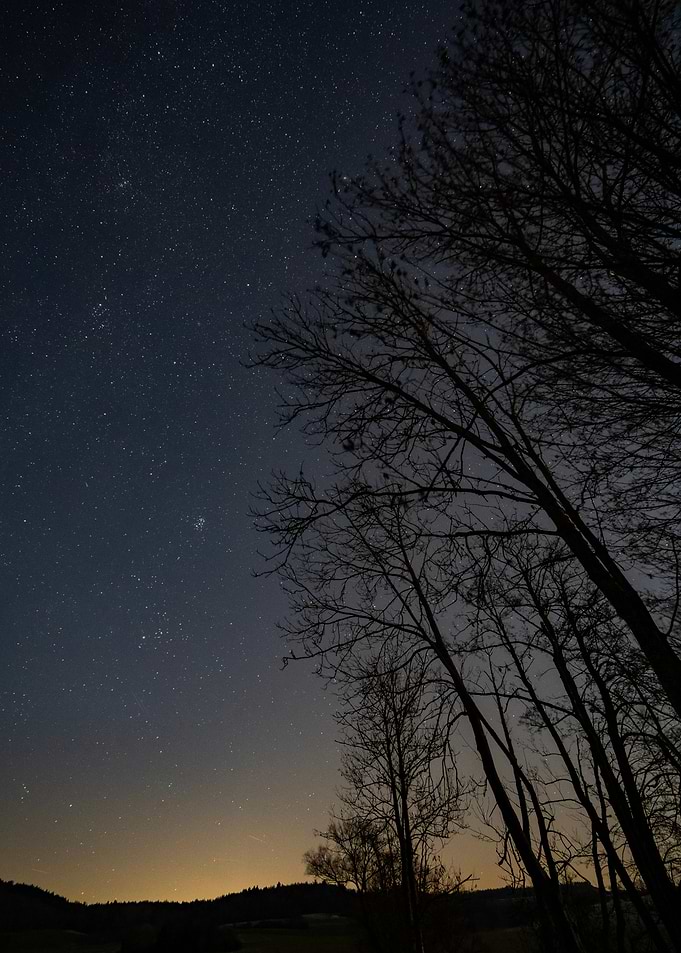 Starry Night with Silhouetted Trees