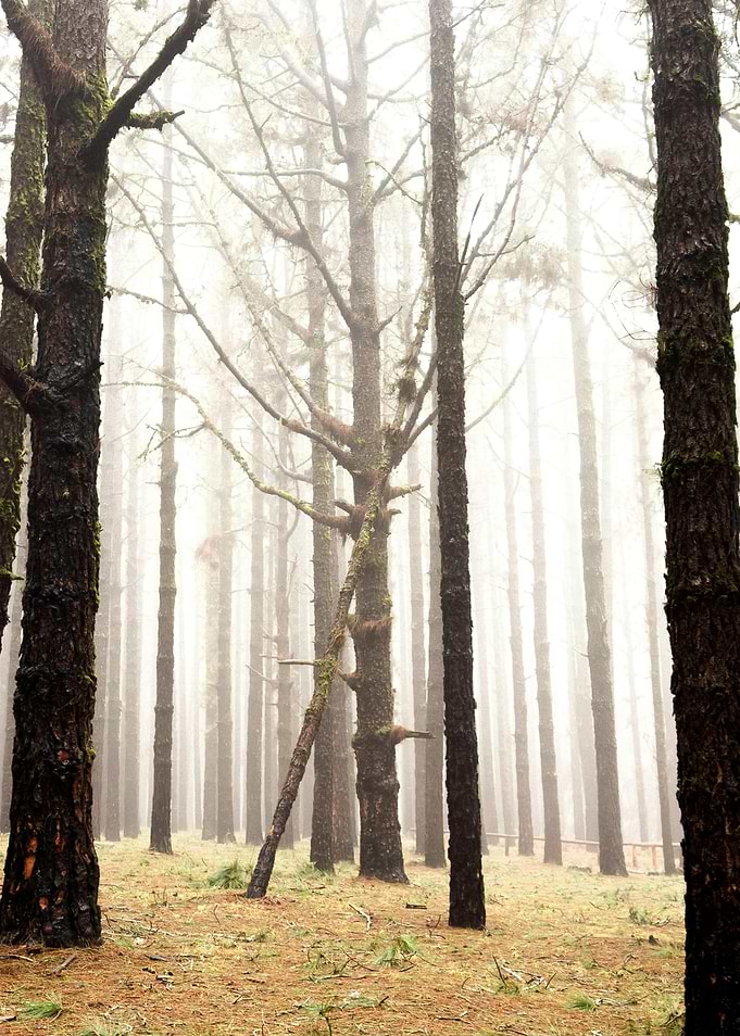 Misty Forest of Tall Trees