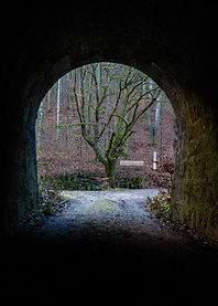 Tunnel View of Forest and Tree