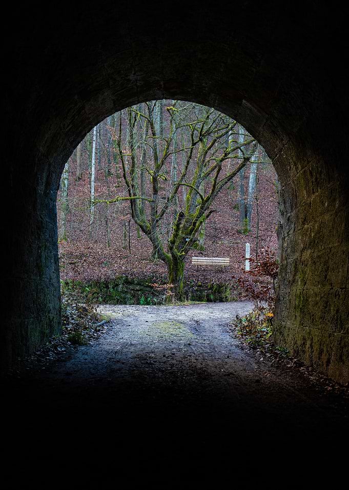 Tunnel View of Forest and Tree