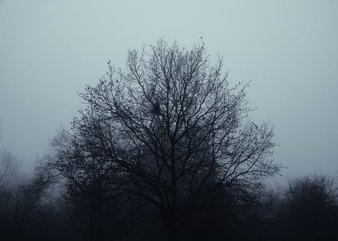 Bare Tree in Fog
