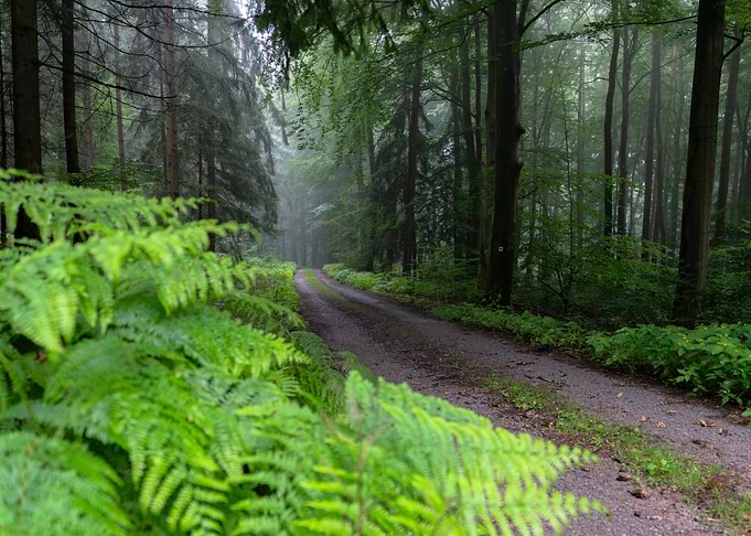 Misty Forest Path