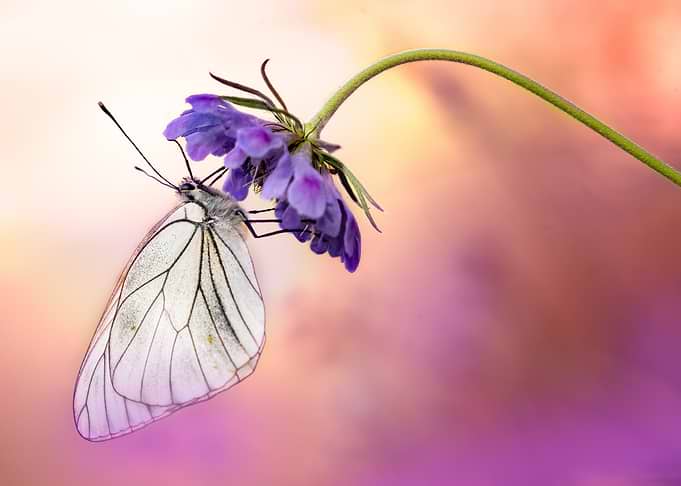 Butterfly on Purple Flower