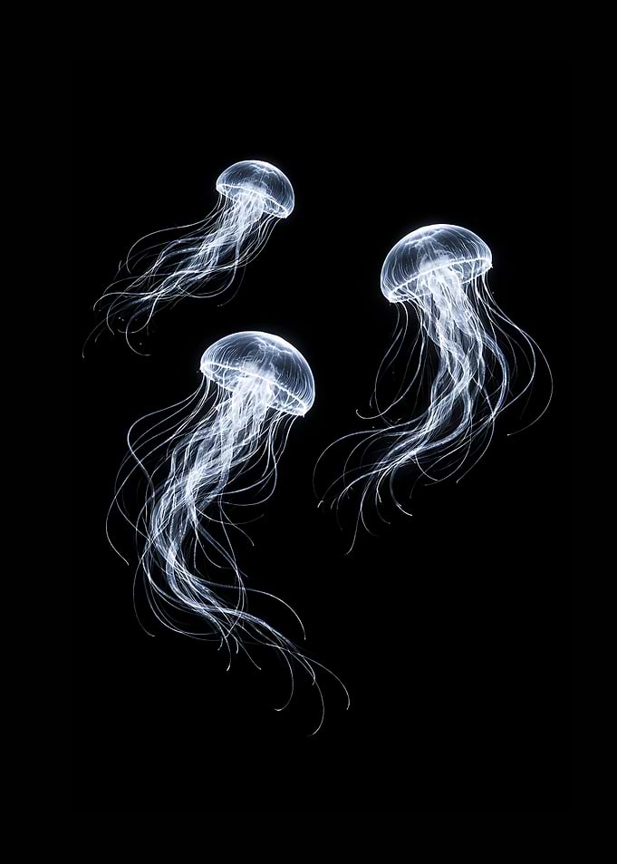 Glass Jellyfish in Black Water