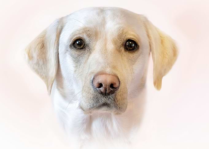 Close-up of a Yellow Labrador Retriever