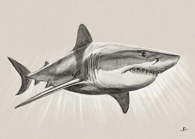 Great White Shark Pencil Drawing