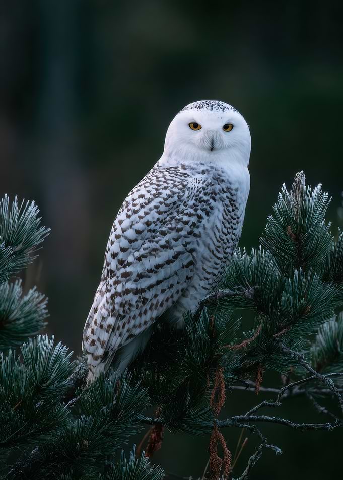 Snowy Owl Perched on Pine Branch