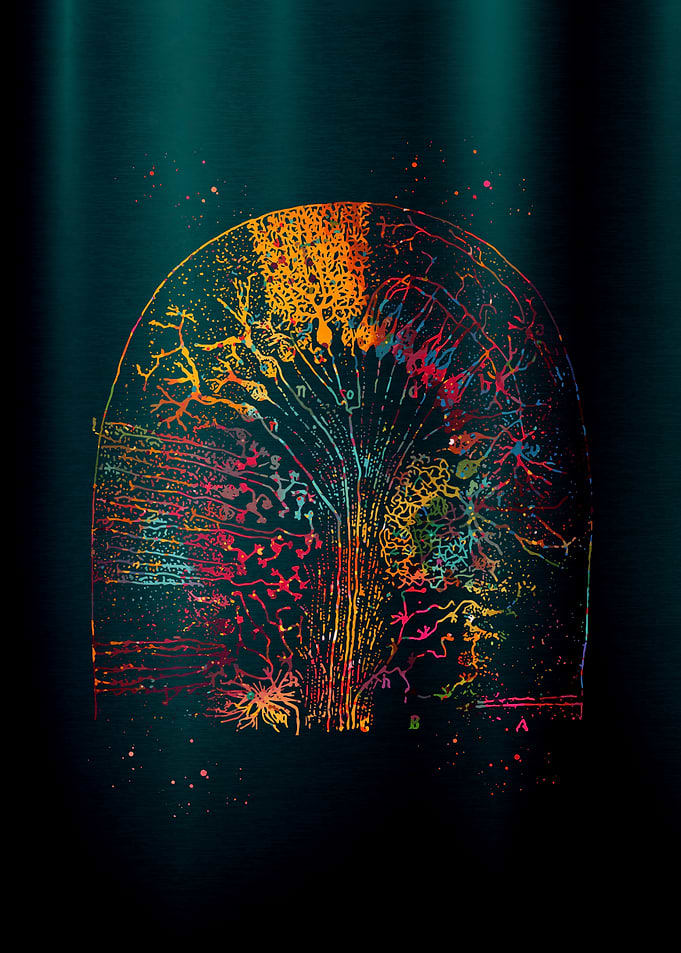 Nerve cells Anatomy