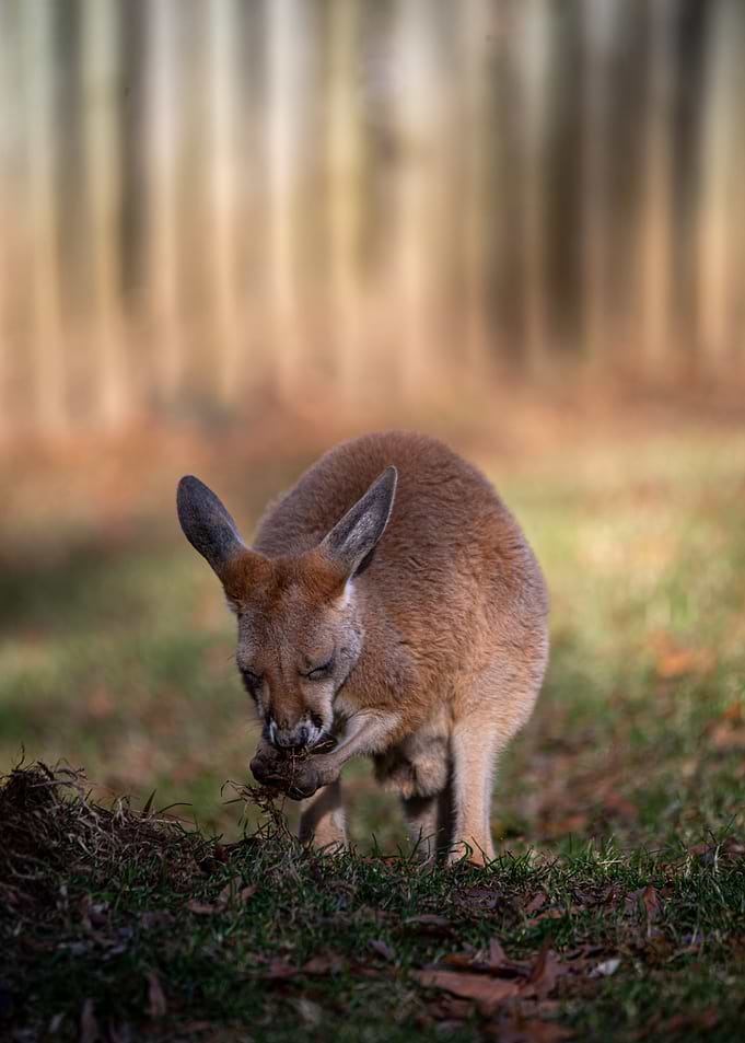 Kangaroo eating grass in a field