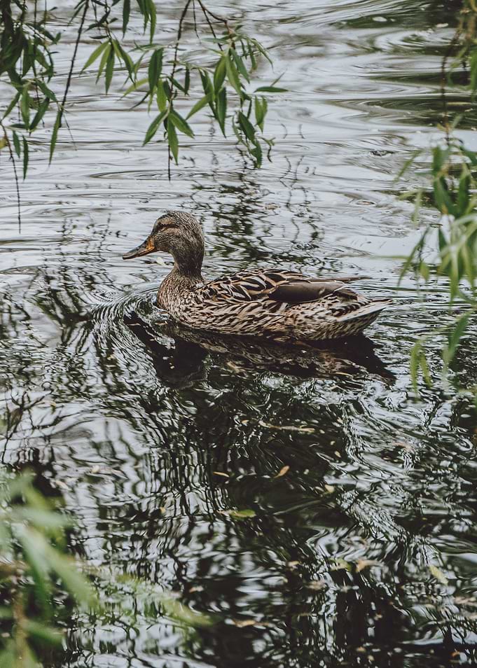 Female Duck in Fram – A Duck A Day