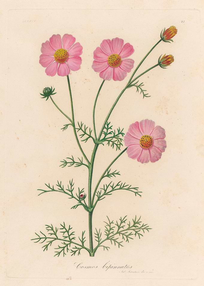 Cosmos bipinnatus botanical illustration