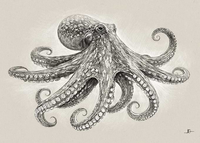 Detailed Octopus Pencil Drawing