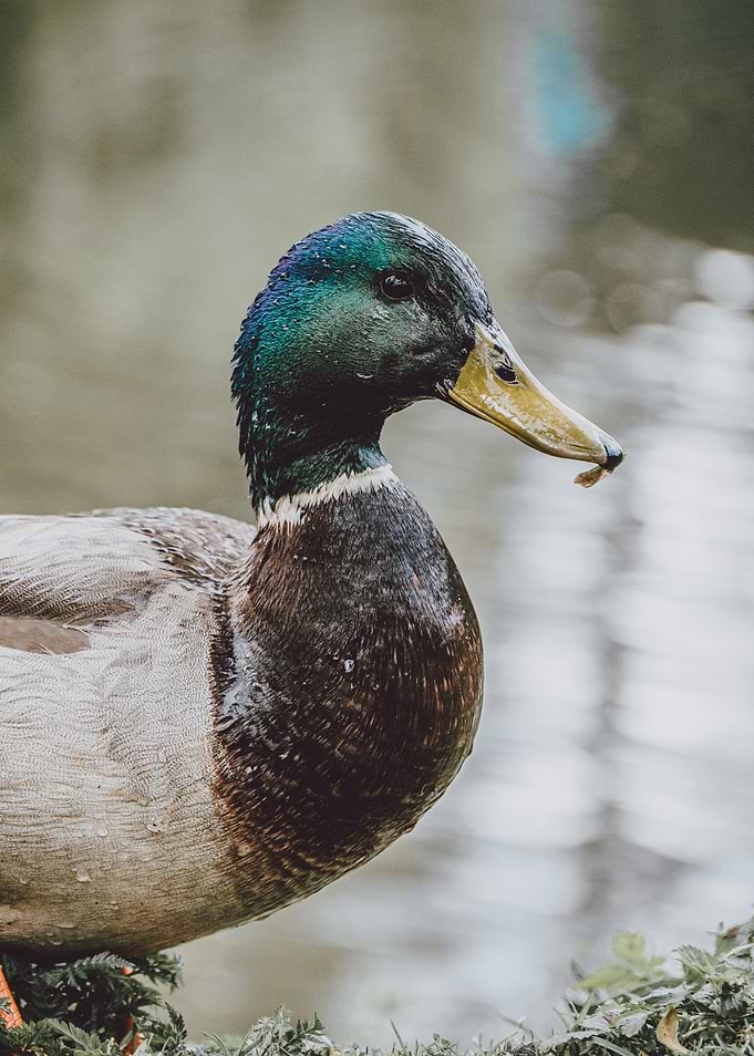 Mallard Side Profile – A Duck A Day