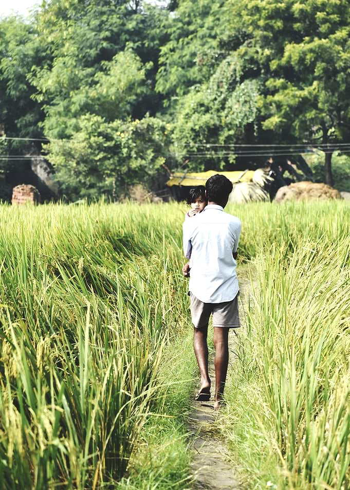 Father and Child in Rice Field