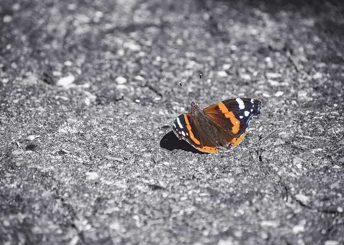Beauty in all Places – Wildlife Wisdoms