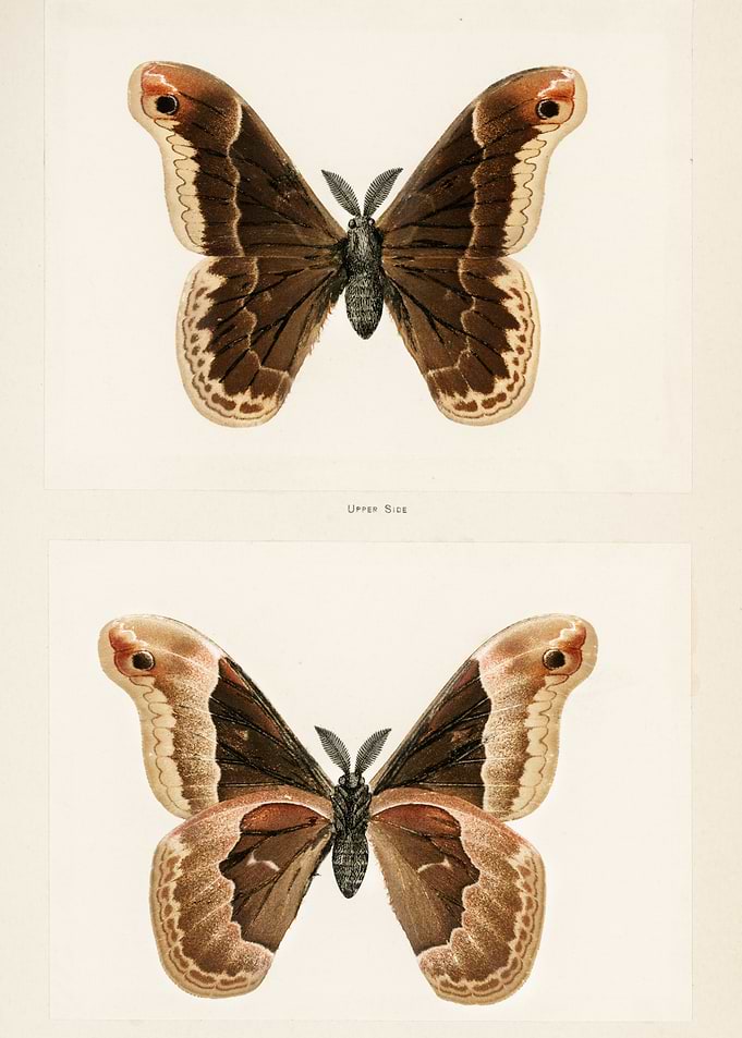 Vintage Butterfly Illustration