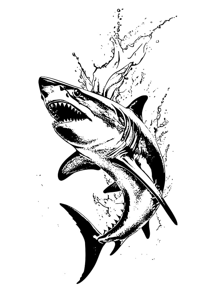Black and White Shark Illustration