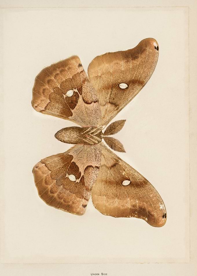 Moth Illustration butterfly