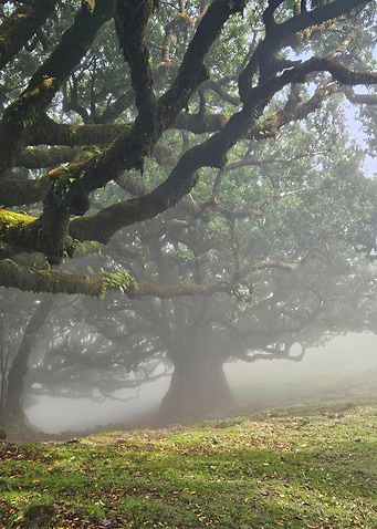 Ancient Trees of Fanal Forest, Madeira