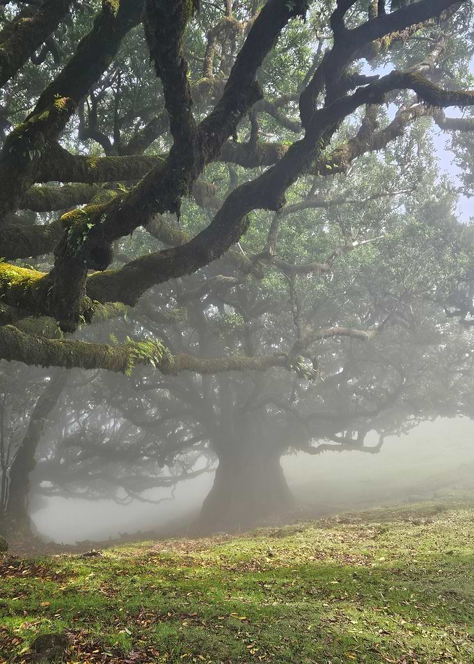 Ancient Trees of Fanal Forest, Madeira
