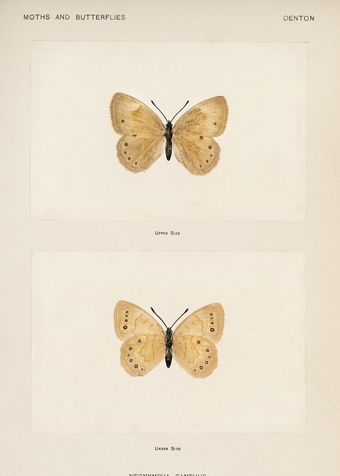 Moths and Butterflies: Neonympha Canthus