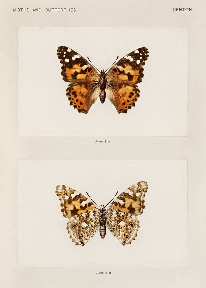 Moths and Butterflies Vintage Illustration