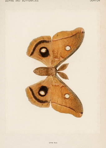 Moth Illustration - Denton Moths and Butterflies