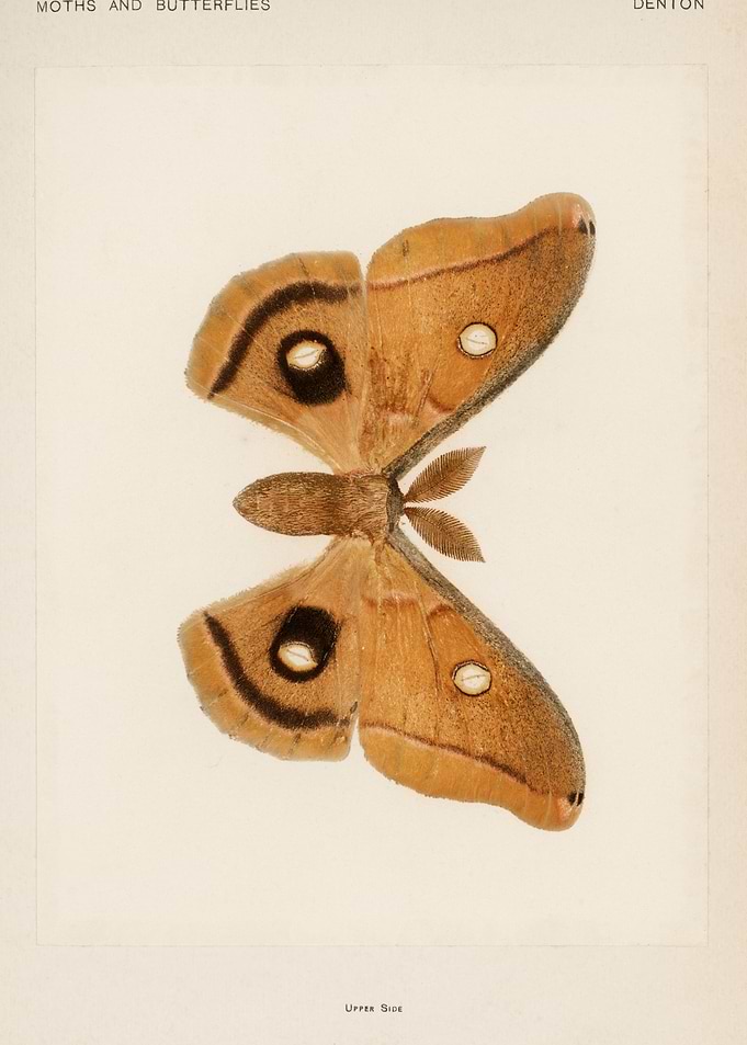 Moth Illustration - Denton Moths and Butterflies