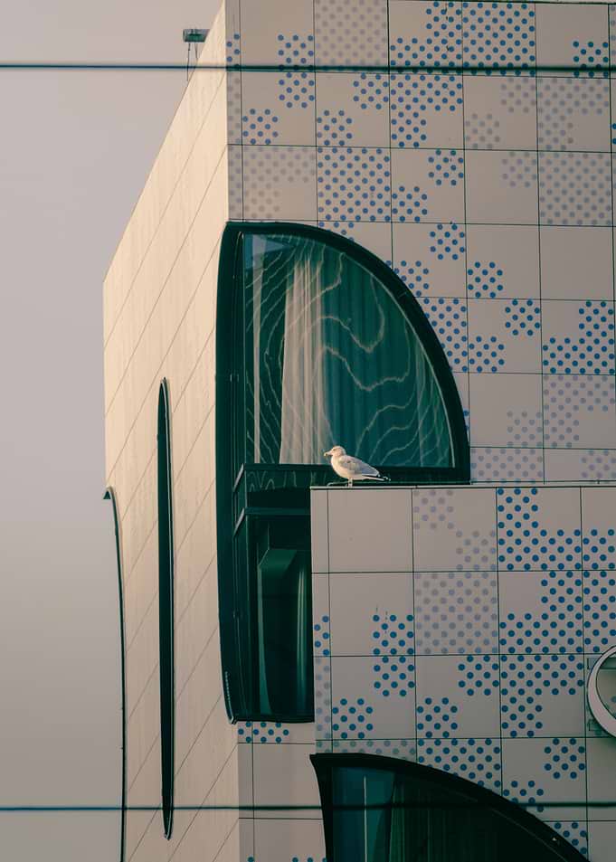 Seagull on Modern Tiled Building