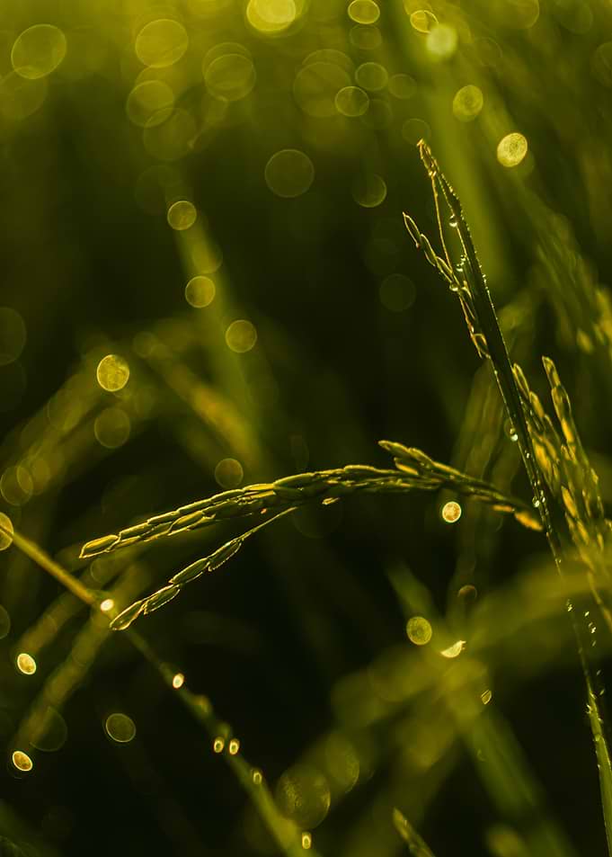 Dew Drops on Rice