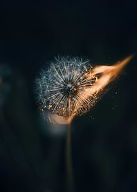 Dandelion on Fire