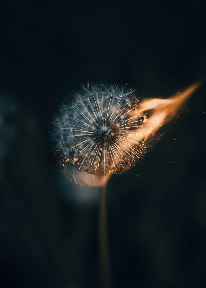Dandelion on Fire