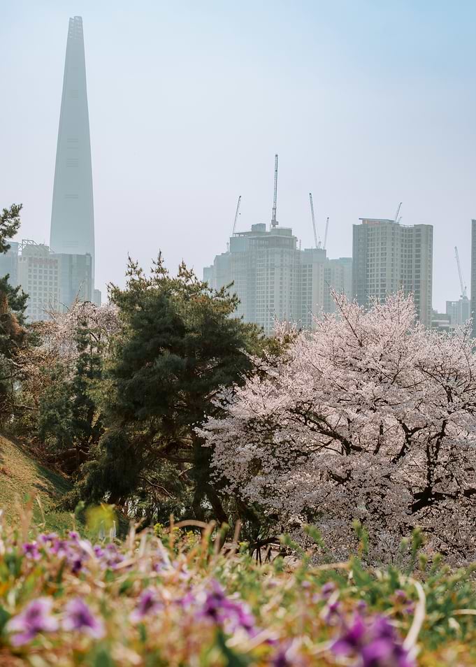 Seoul Skyline with Cherry Blossoms