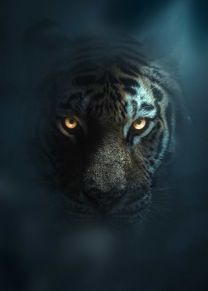 Tiger Portrait