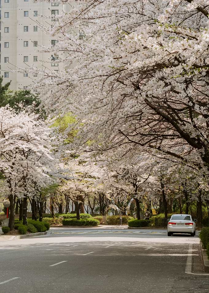 Cherry Blossom Road in Seoul, South Korea