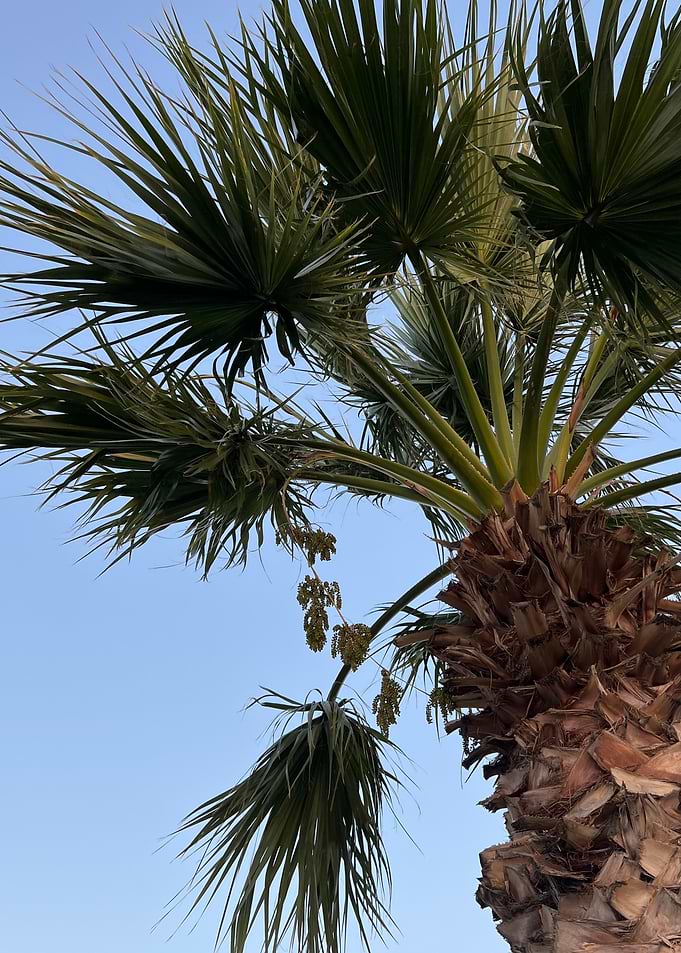 Palm tree against a blue sky