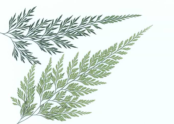 Fern Fronds on White Background