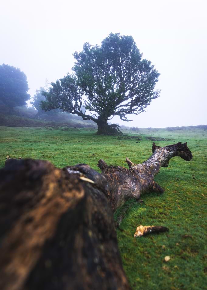 Foggy Landscape with Tree and Log