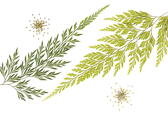 Pressed Ferns and Flowers on White