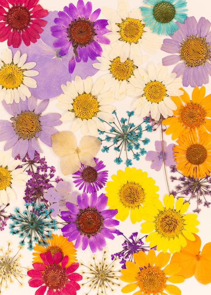 Pressed Colorful Flowers on White Background