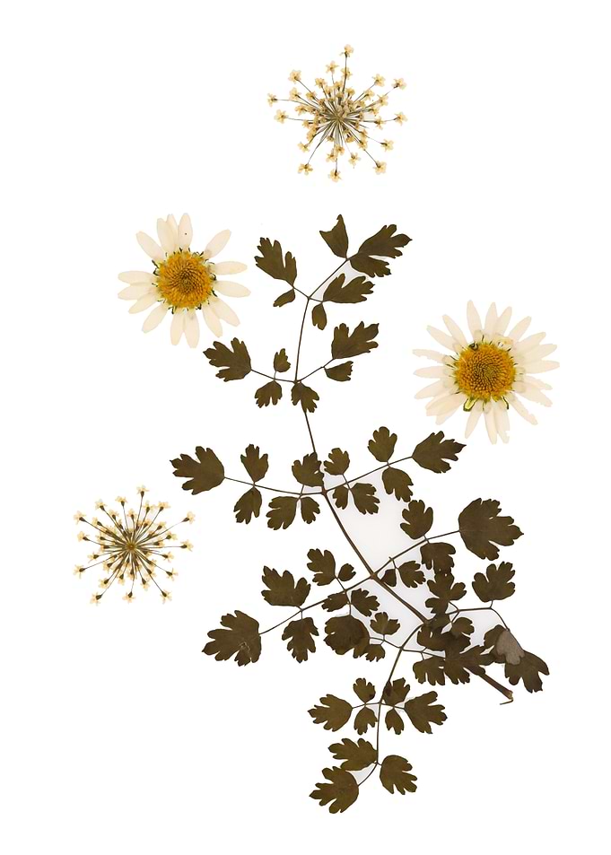 Pressed Flowers and Leaves Arrangement
